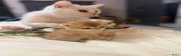 British Shorthair cats for sale: Beautiful British Shorthair Kittens  - Advert 19