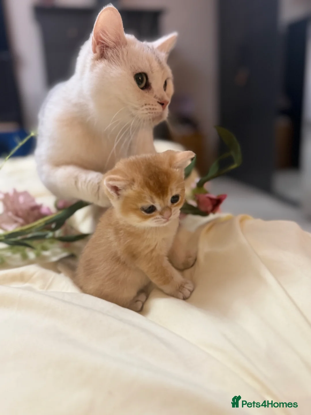 British Shorthair cats for sale: Beautiful British Shorthair Kittens  - Advert 19
