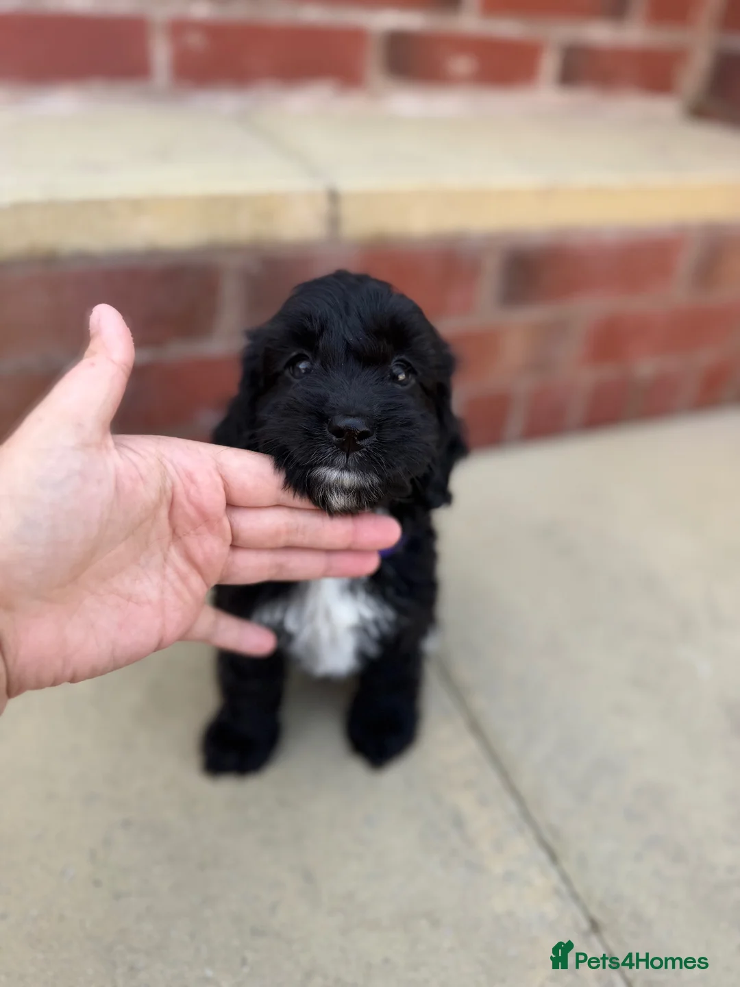 Cockapoo dogs for sale: Cockapoo 2 little girls ready new home 🏡 in Wigan - Advert 2