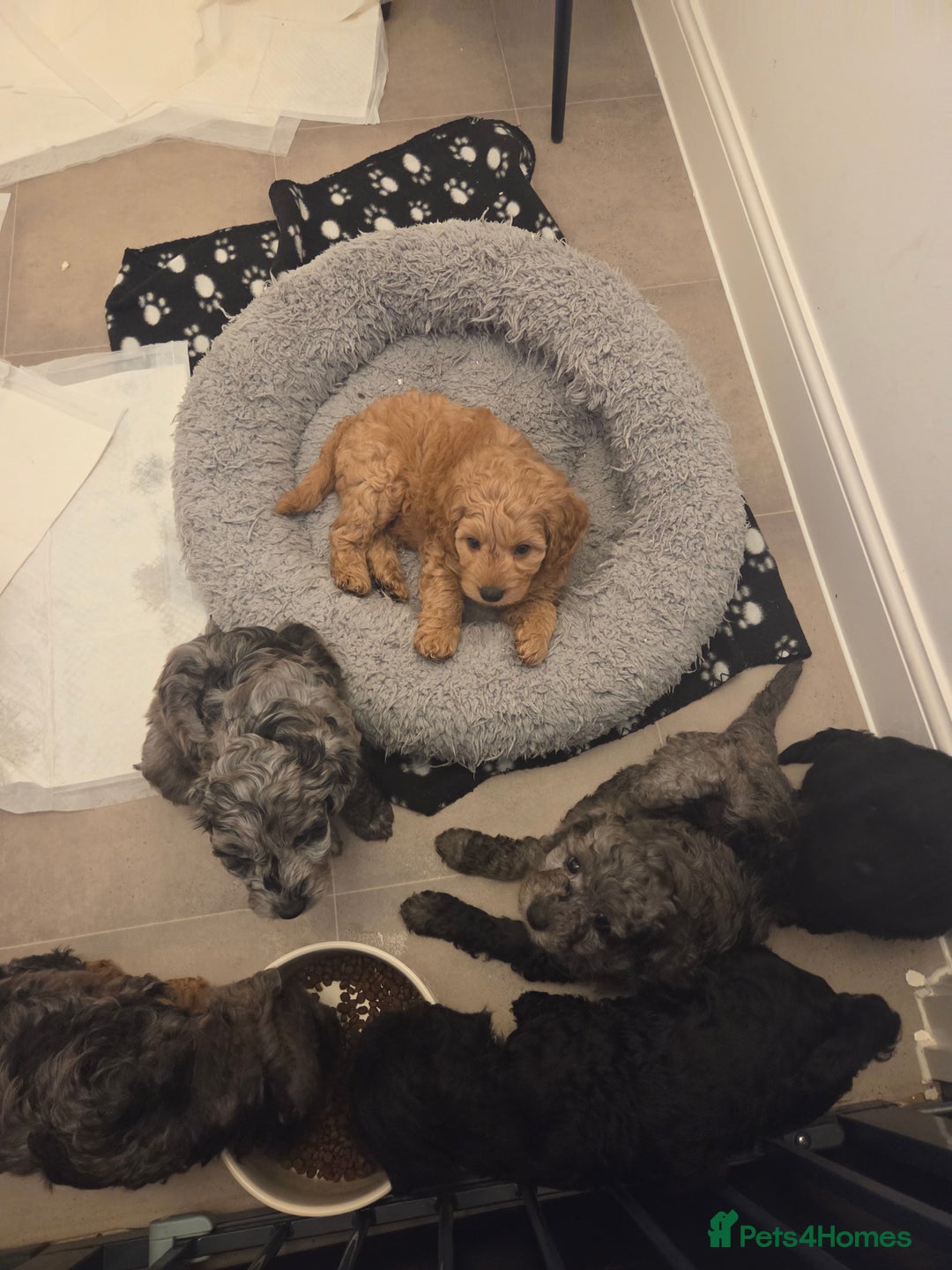 Cavapoochon dogs for sale: 6 cavapooschon puppies ready to go 18th January  - Advert 2