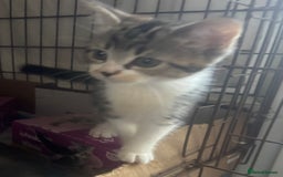 Mixed Breed cats for sale: MaineCoon x X British blue/Scottish fold  - Image 5
