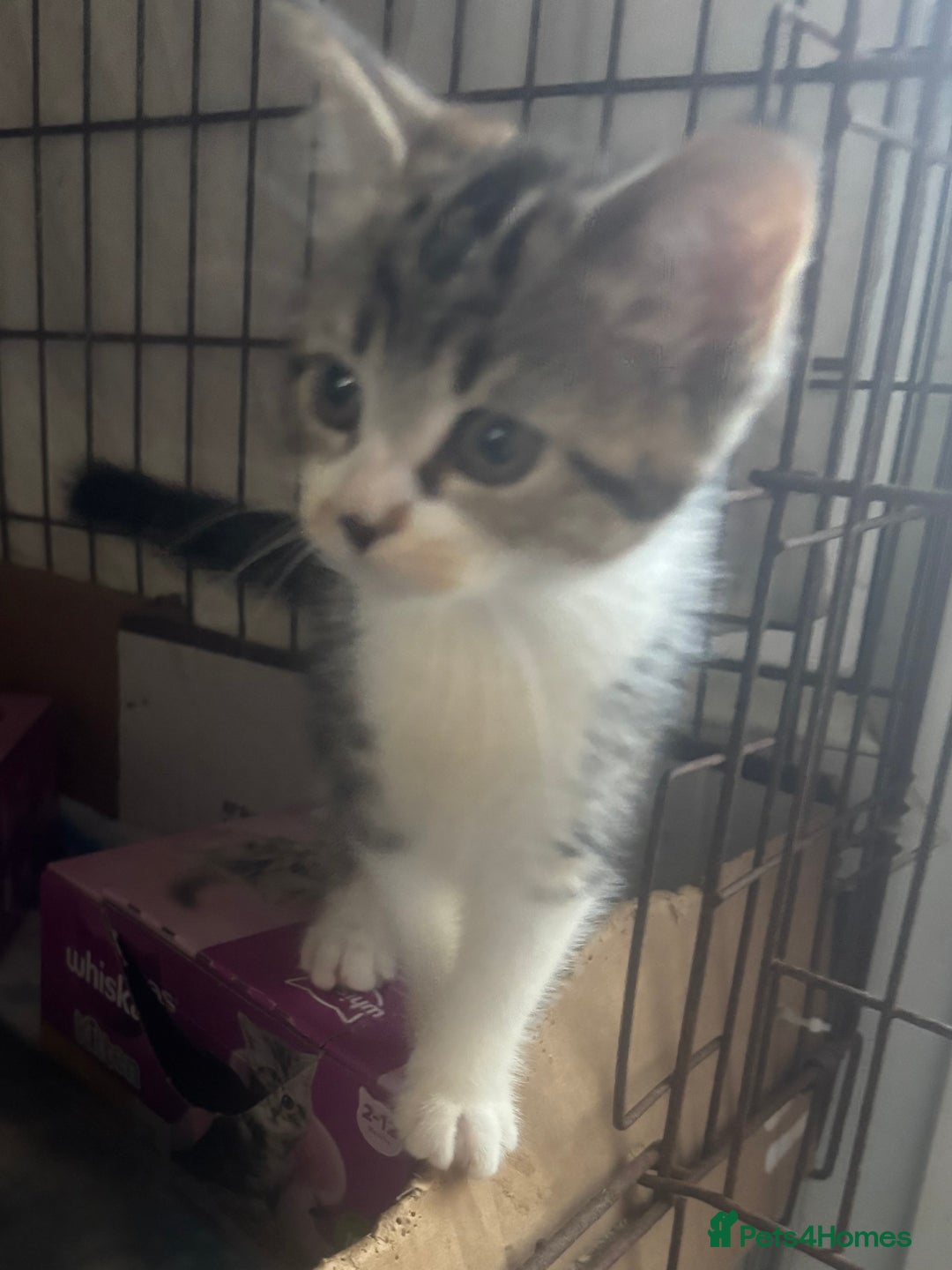 Mixed Breed cats for sale: MaineCoon x X British blue/Scottish fold  - Image 5