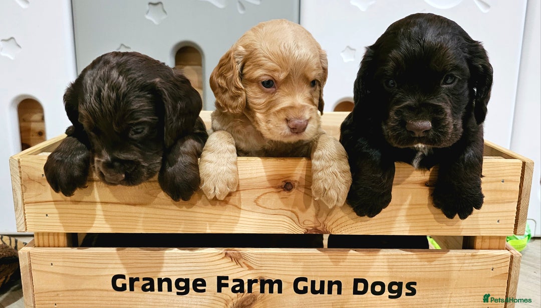Cocker Spaniel dogs for sale: 8 AMAZING KC REG WORKING COCKER SPANIEL PUPPIES - Image 3