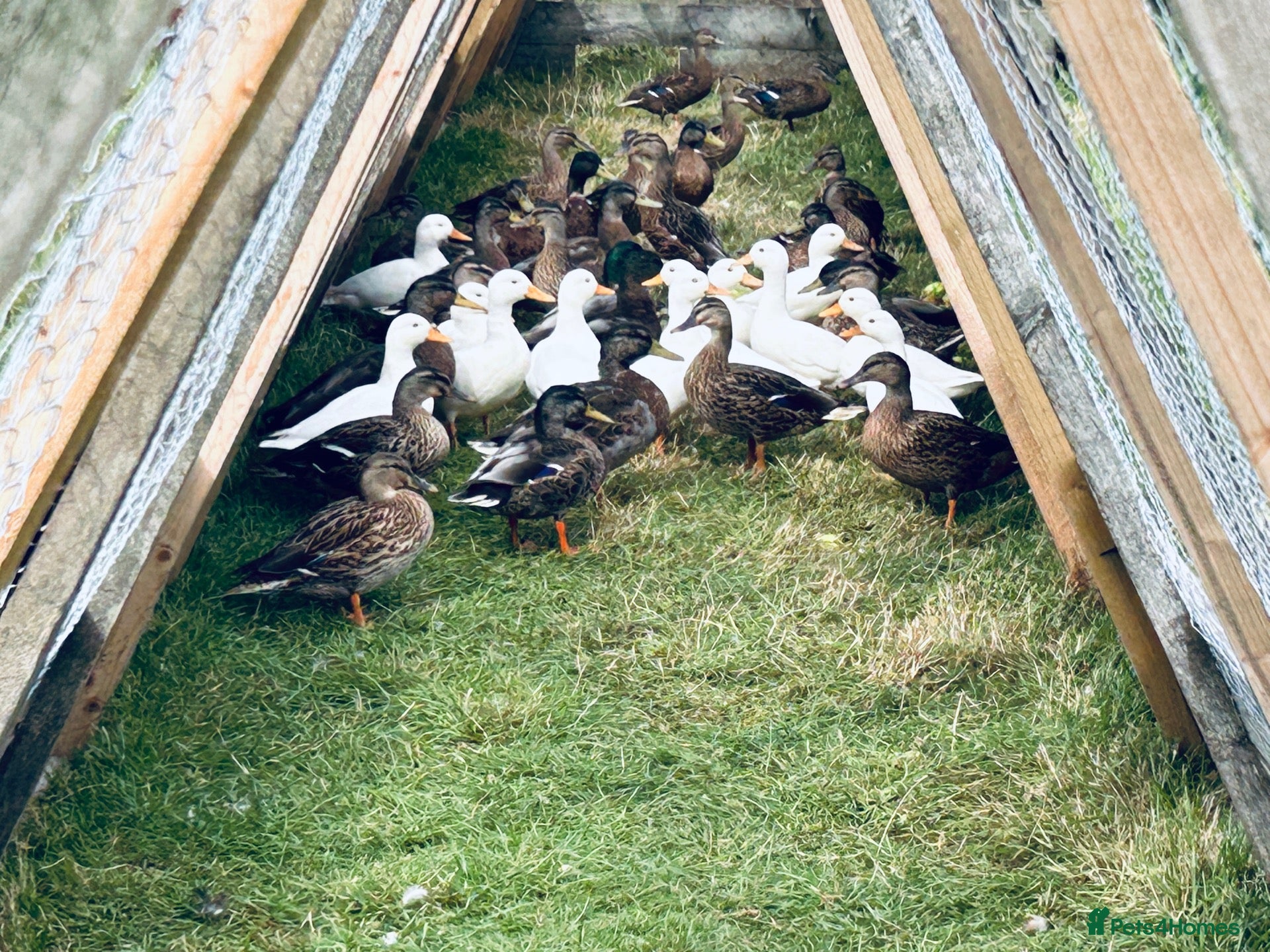 Ducks poultry Mallard Ducks for sale, and Mallard x Call ducks - Advert 1