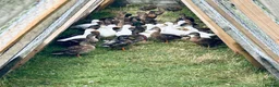 Ducks poultry for sale: Mallard Ducks for sale, and Mallard x Call ducks - Advert 1