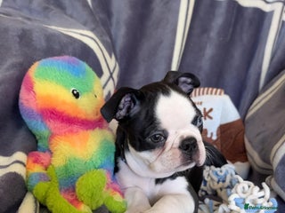Boston Terrier dogs Last Boston Terrier puppy available. - Advert 7