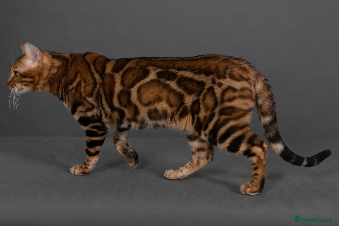 Bengal cats for sale: Angeldust Bengals - Retiring TICA registered Stud - Advert 3