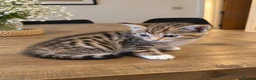 Mixed Breed cats for sale: Bengal Mix Kittens – 4 ginger Boys & 1 tabbyGirl - Advert 6