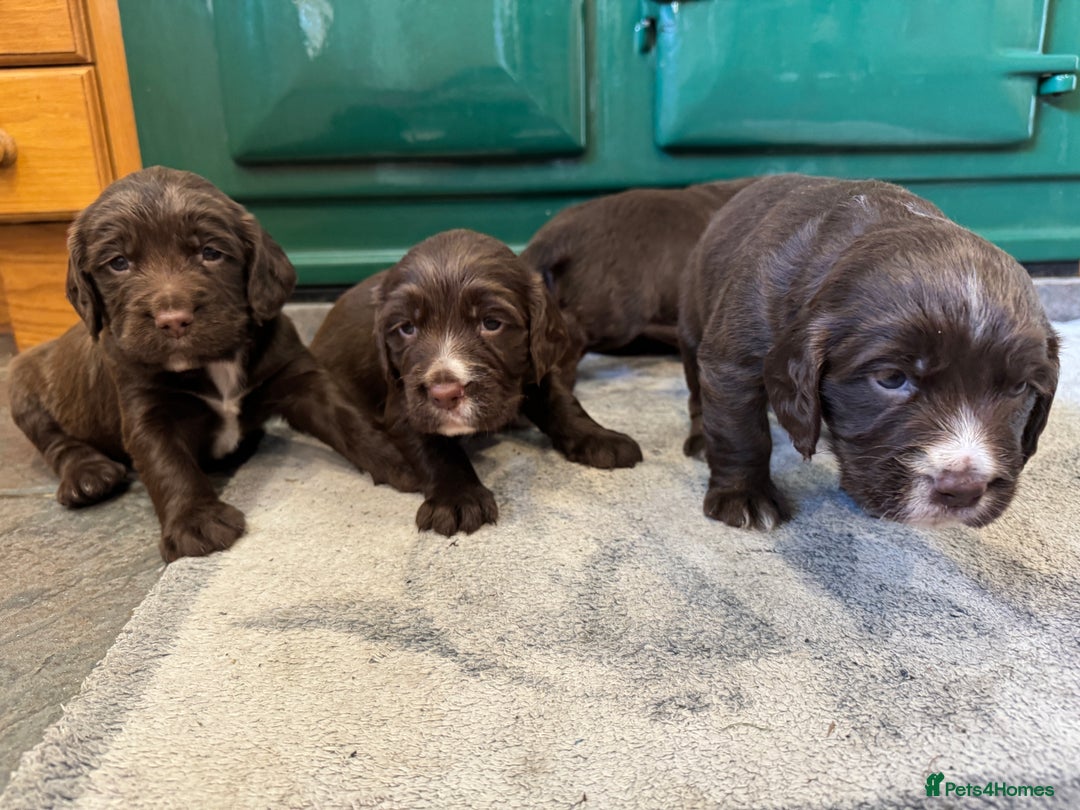 Sprocker dogs for sale: F1 Sprocker puppies liver and white  - Image 11
