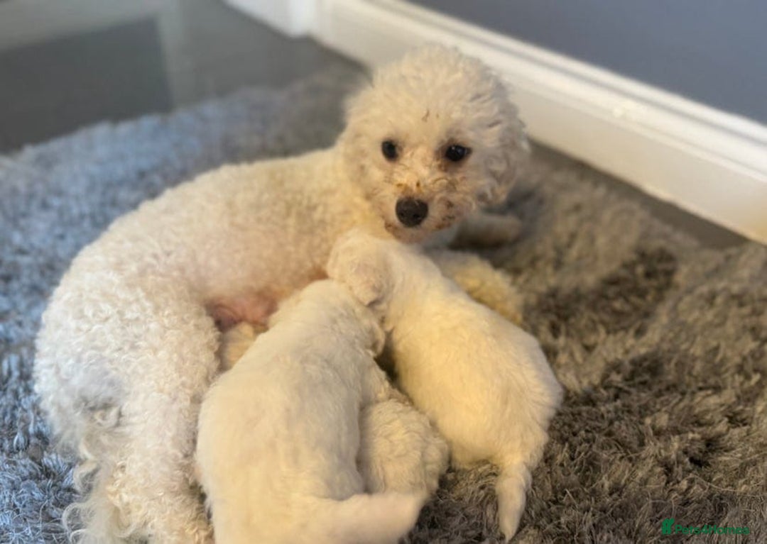 Bichon Frise dogs for sale: Stunning Bichon puppies - Image 4