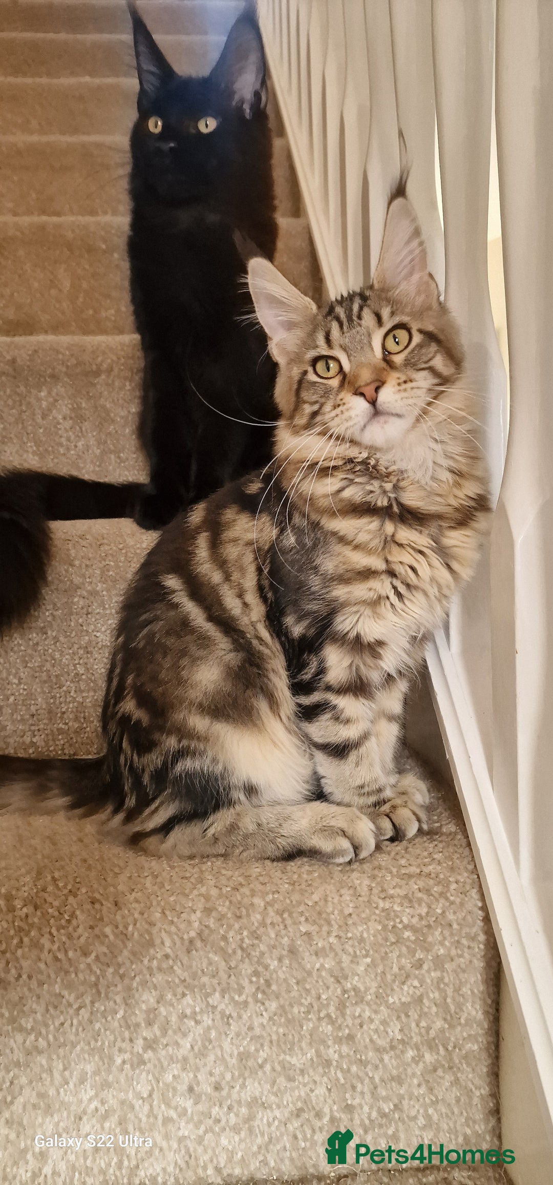 Maine Coon cats for sale: Pure Maine coon👑 - Image 12