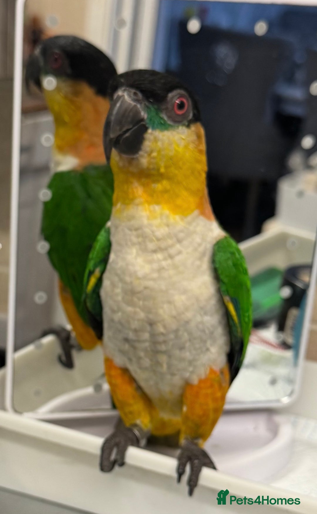 Parrots birds for sale: Super Tame Caique Parrot – Loving Family Home Only - Advert 1