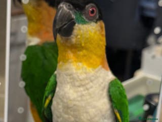 Parrots birds Super Tame Caique Parrot – Loving Family Home Only - Advert 4