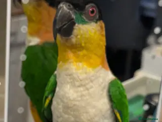 Parrots birds Super Tame Caique Parrot – Loving Family Home Only - Advert 18