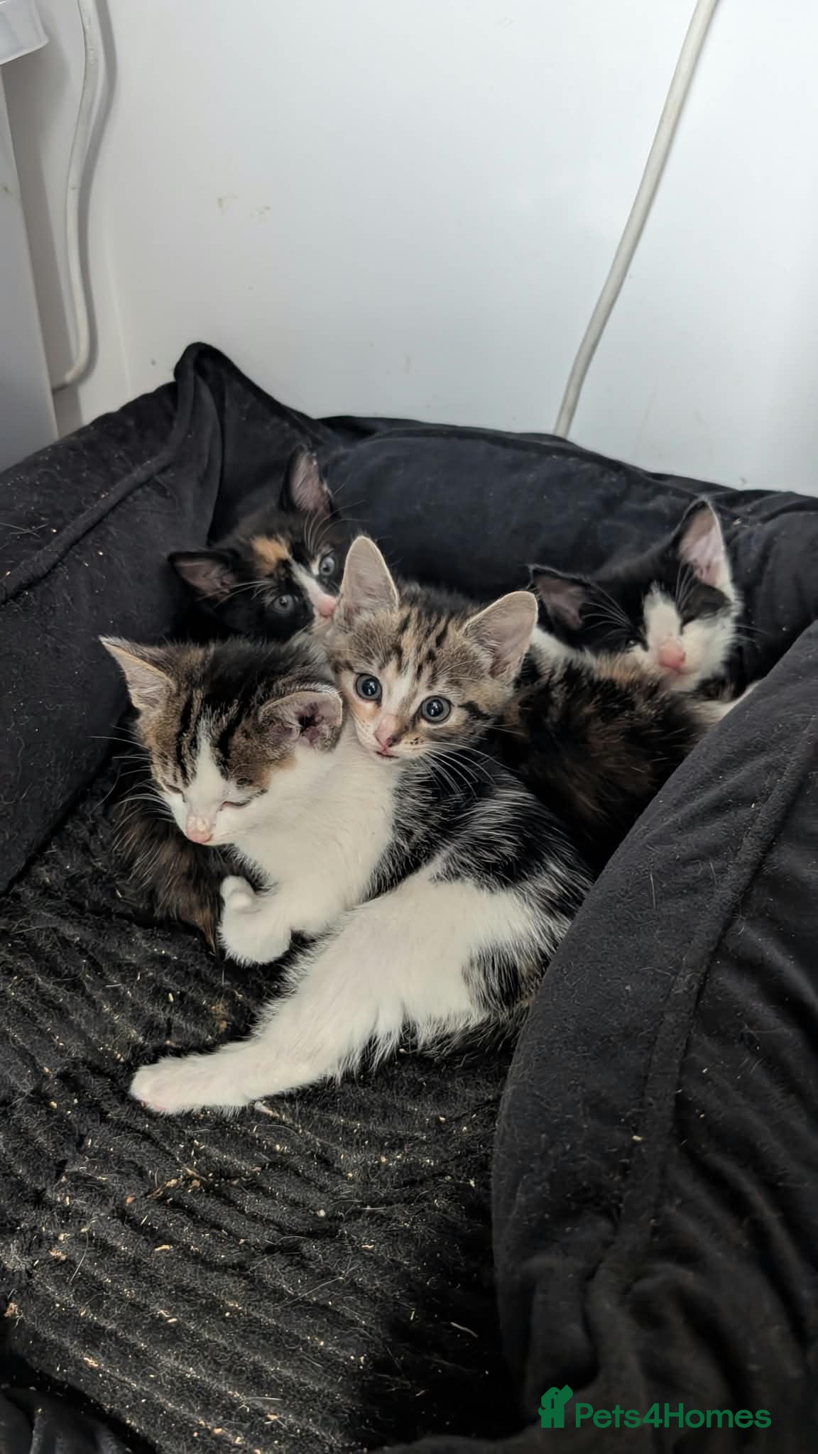 Mixed Breed cats for sale: Beautiful kittens for sale - Advert 17