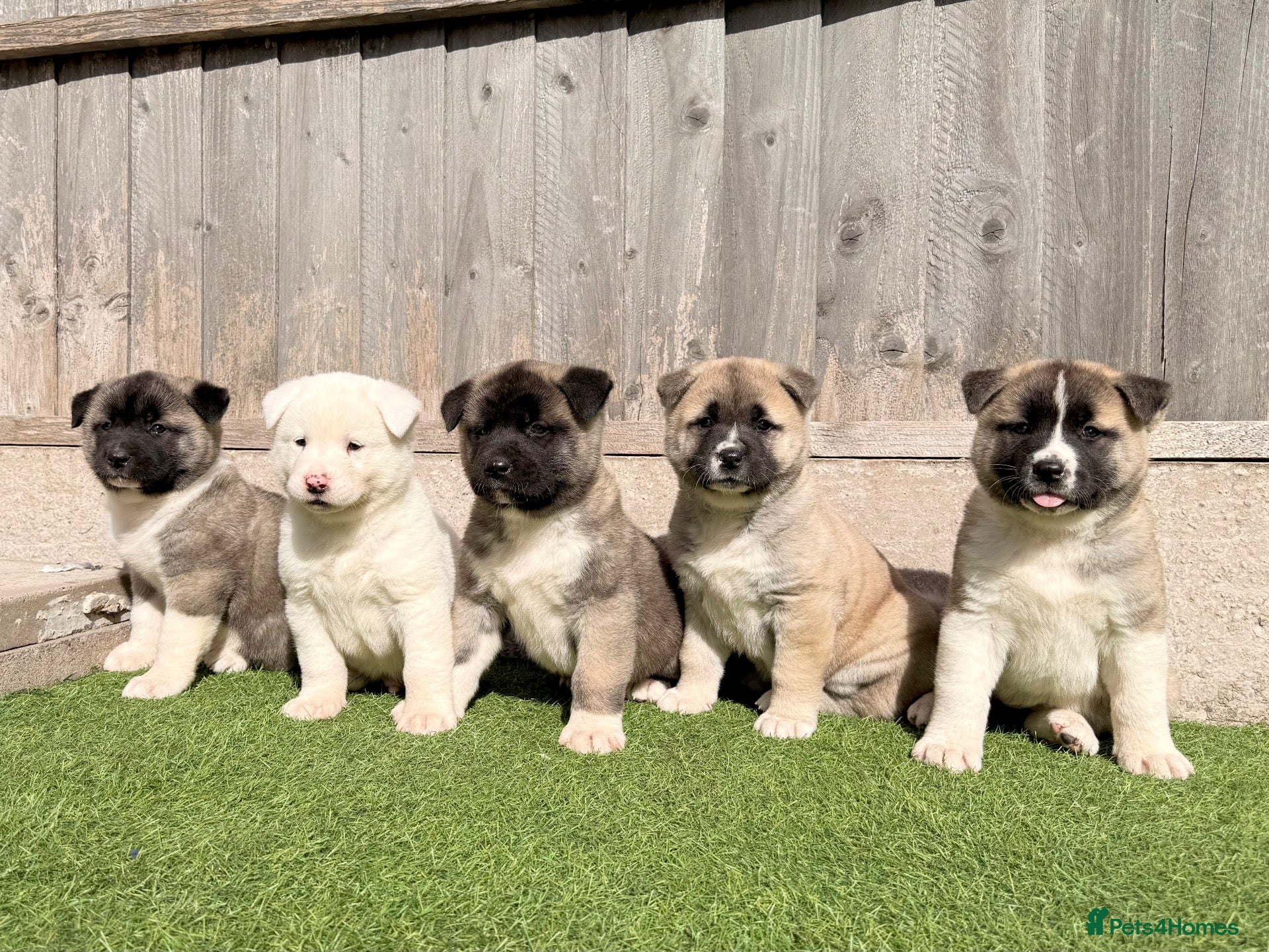 Akita dogs American Akita puppy’s for sale - Advert 1