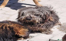 Mixed Breed dogs for adoption: Clint - Norwich Norfolk  - Image 15