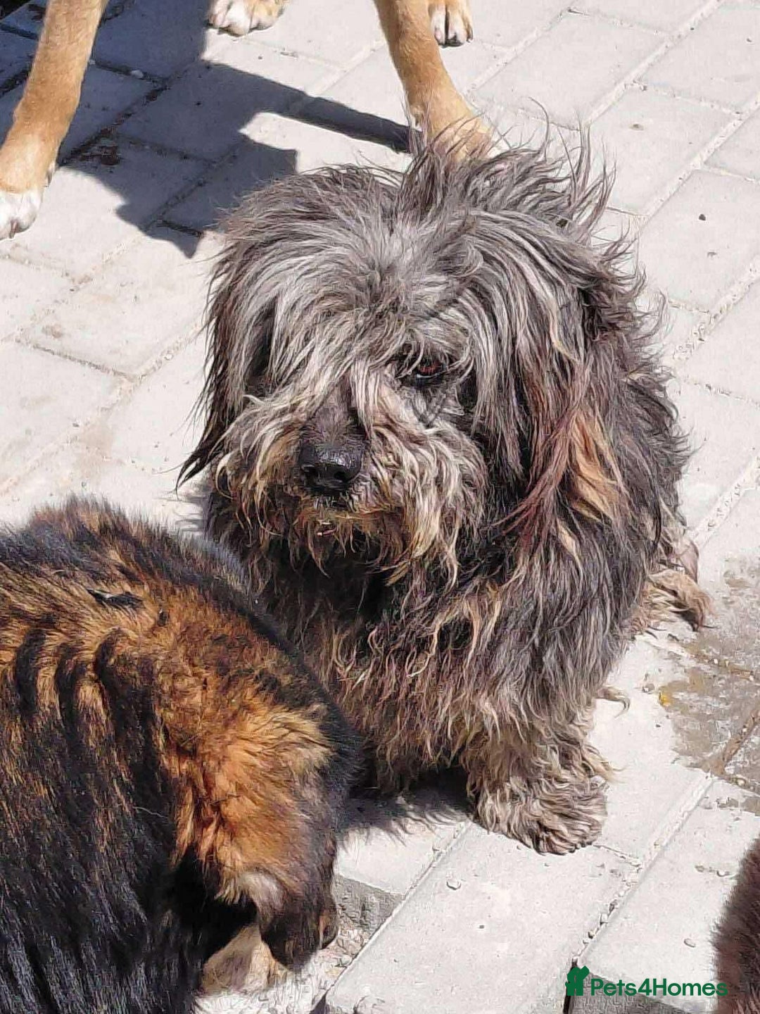 Mixed Breed dogs for adoption: Clint - Norwich Norfolk  - Image 15