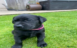 Labrador Retriever dogs for sale: Black Labrador puppies  - Image 10