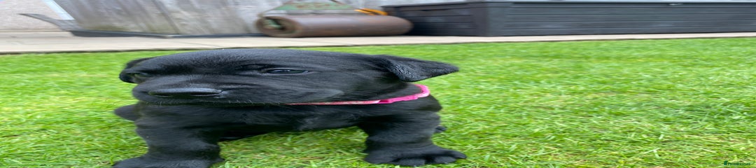Labrador Retriever Puppy 4