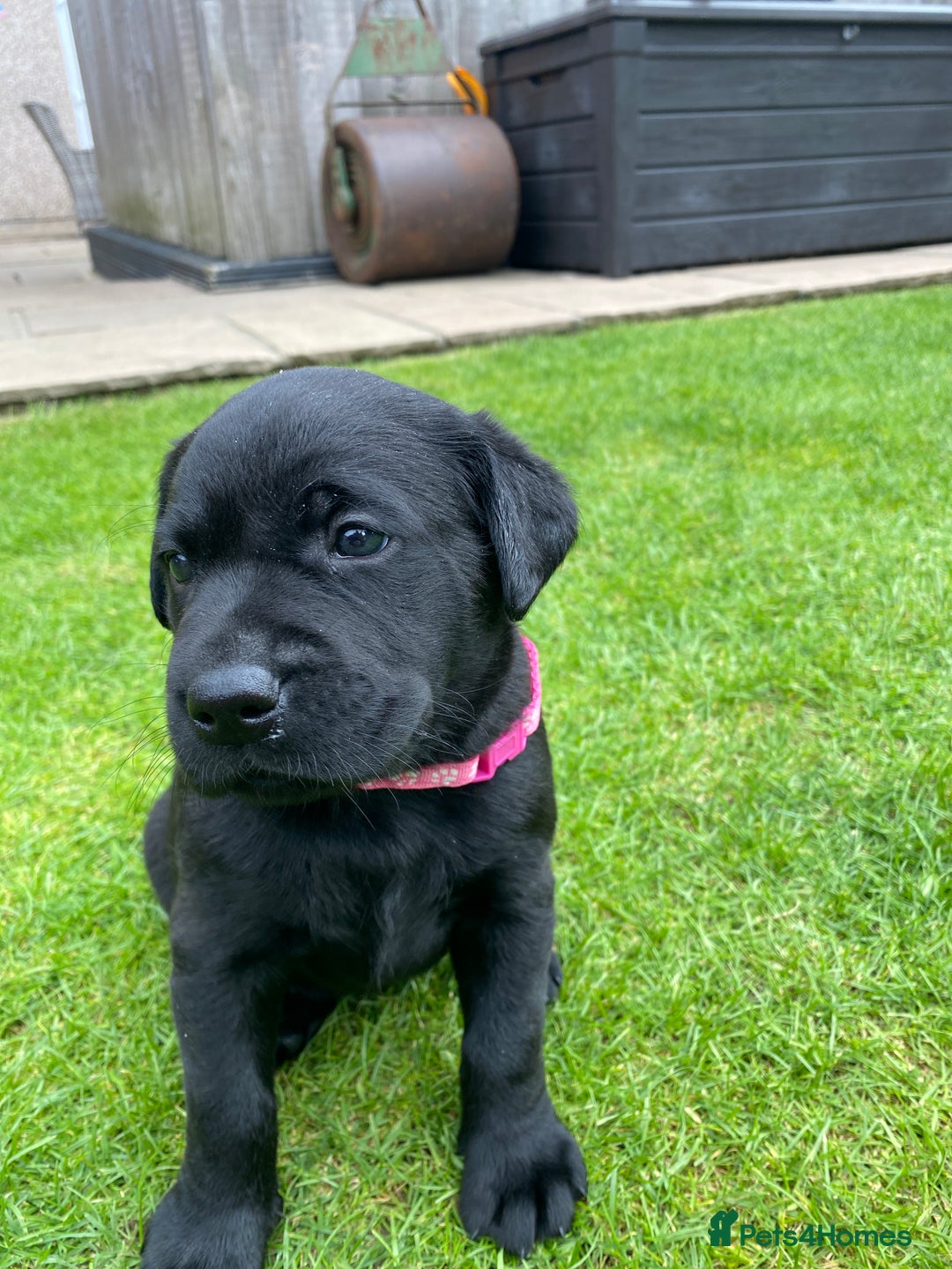 Labrador Retriever dogs for sale: Black Labrador puppies  - Image 10