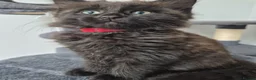 Siberian cats for sale: 4 hypoallergenic Siberian kittens  - Advert 22
