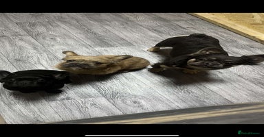 French Bulldog dogs - Advert 1