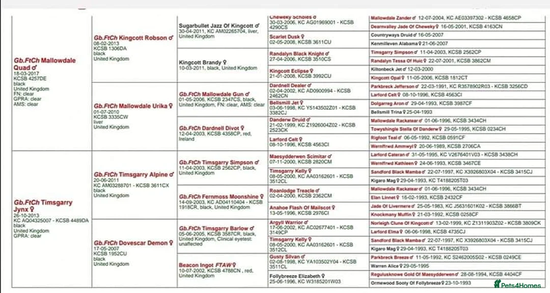 Cocker Spaniel dogs for stud: At stud  - Advert 2