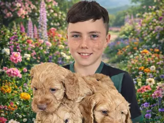 Cockapoo dogs Cockapoo - Advert 1