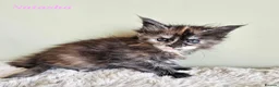 Maine Coon cats for sale: Stunning Pedigree Maine Coon Kittens  - Advert 6
