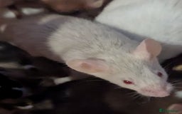 Mouse rodents for sale: Beautiful juvenile mice  - Image 6