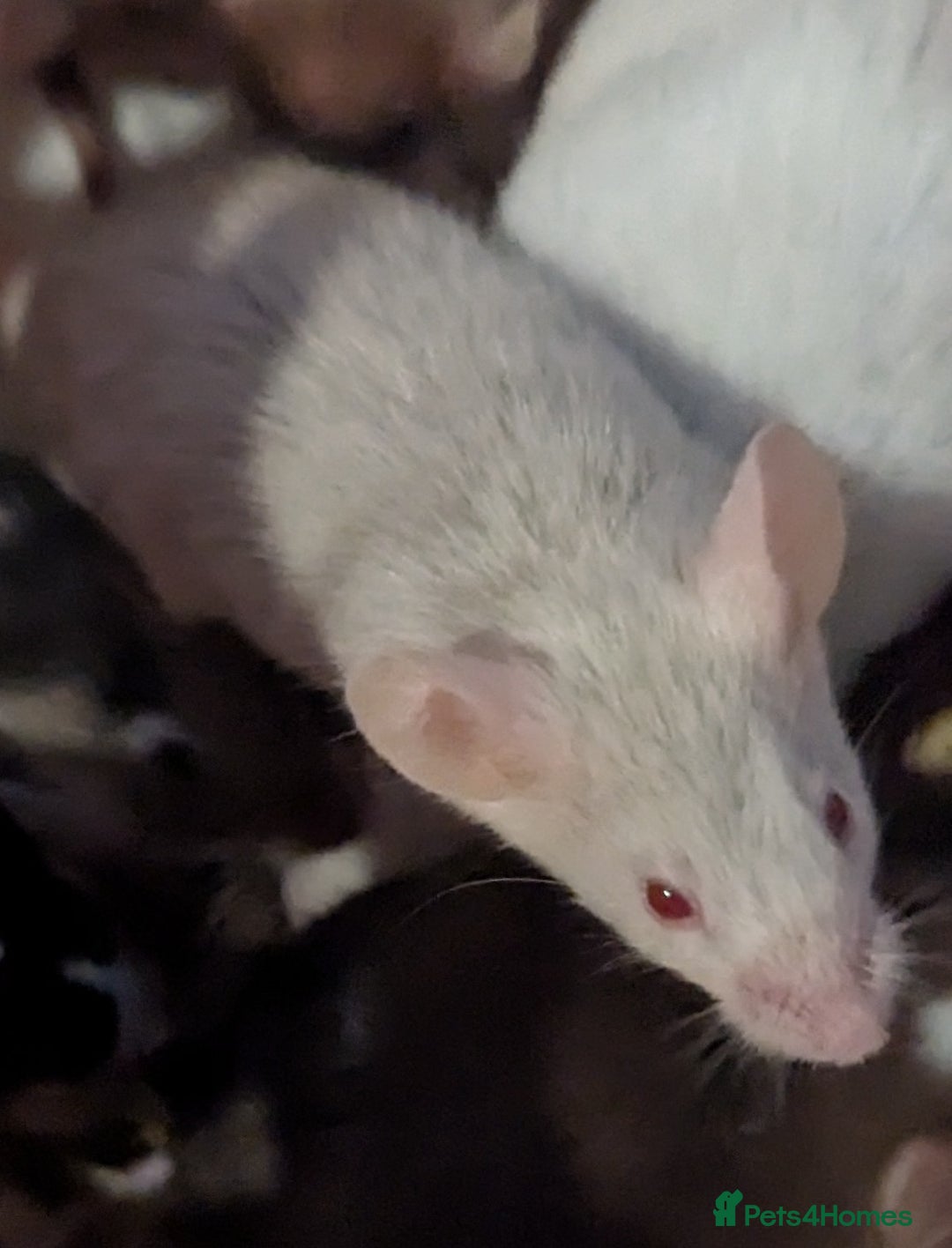 Mouse rodents for sale: Beautiful juvenile mice  - Image 6