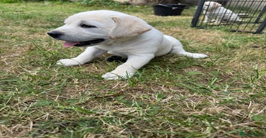 Labrador Retriever dogs - Advert 7