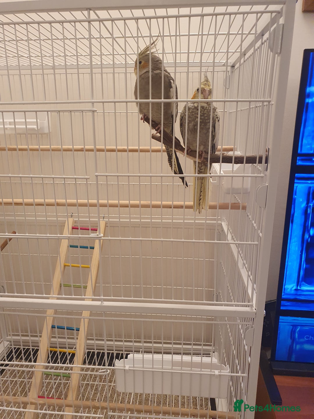 Cockatiels birds for sale: 2 Cockatiels - Hand reared - Advert 4