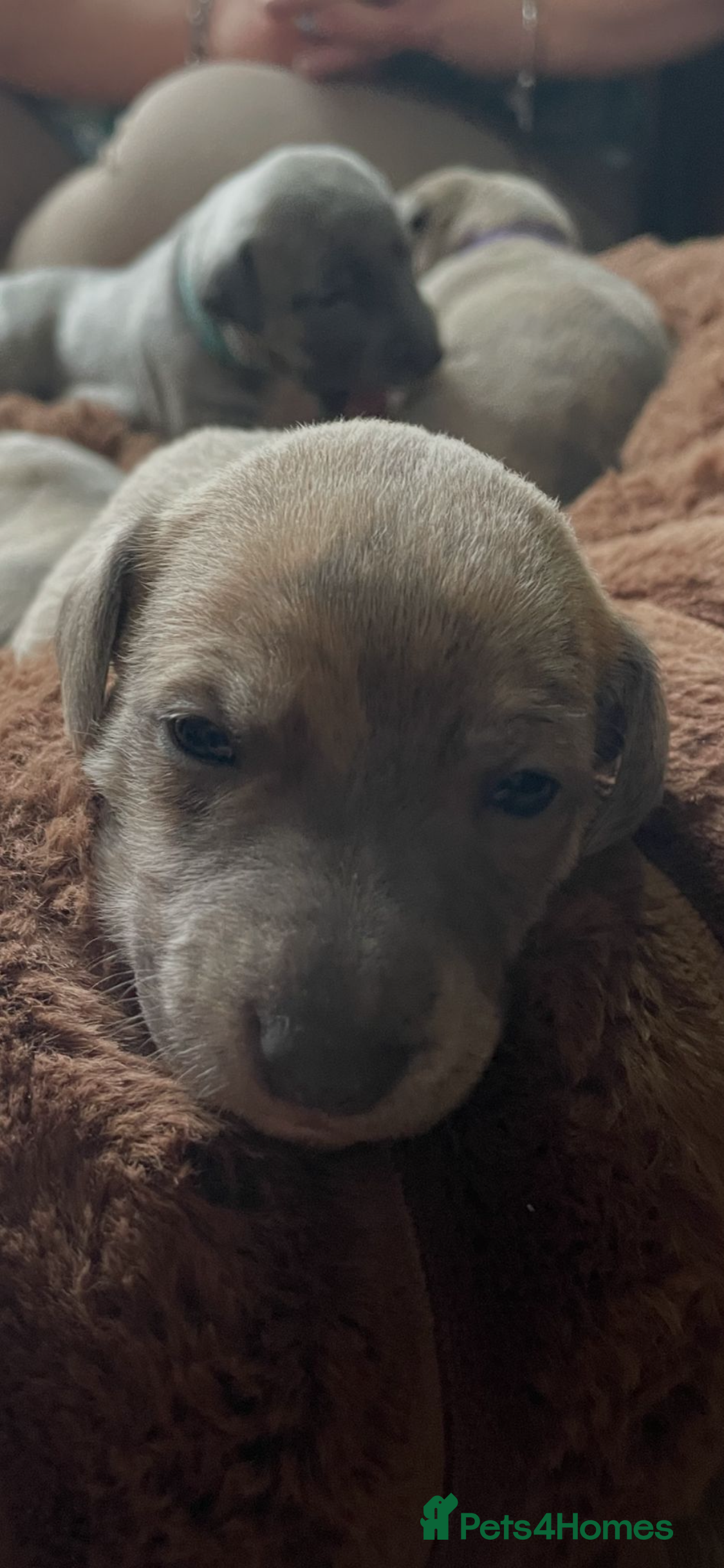 Whippet dogs STUNNING KC REGISTERED PUPS - Advert 3