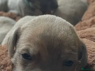 Whippet dogs STUNNING KC REGISTERED PUPS - Advert 3