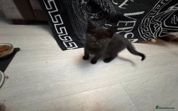 British Shorthair cats for sale: British shorthairs kittens - Image 1