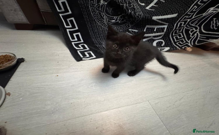British Shorthair cats for sale - Advert 1