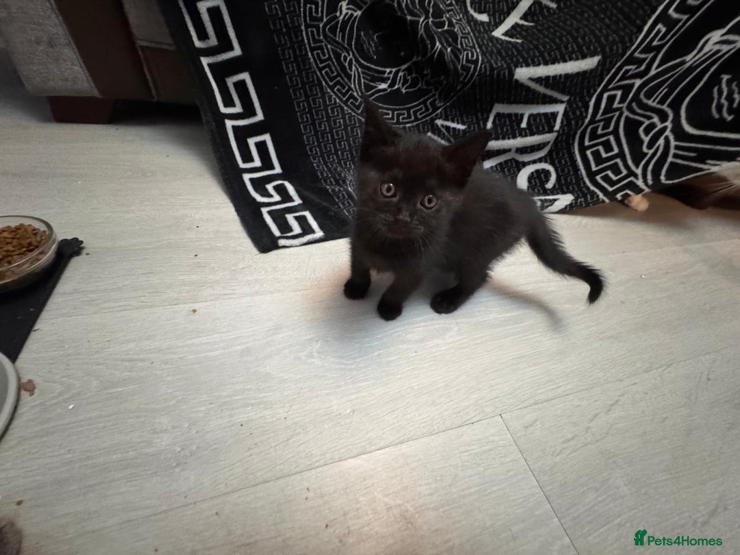 British Shorthair cats for sale: British shorthairs kittens - Image 1