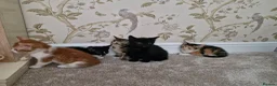 Mixed Breed cats for sale: Kittens Ready Now in Basildon - Advert 11