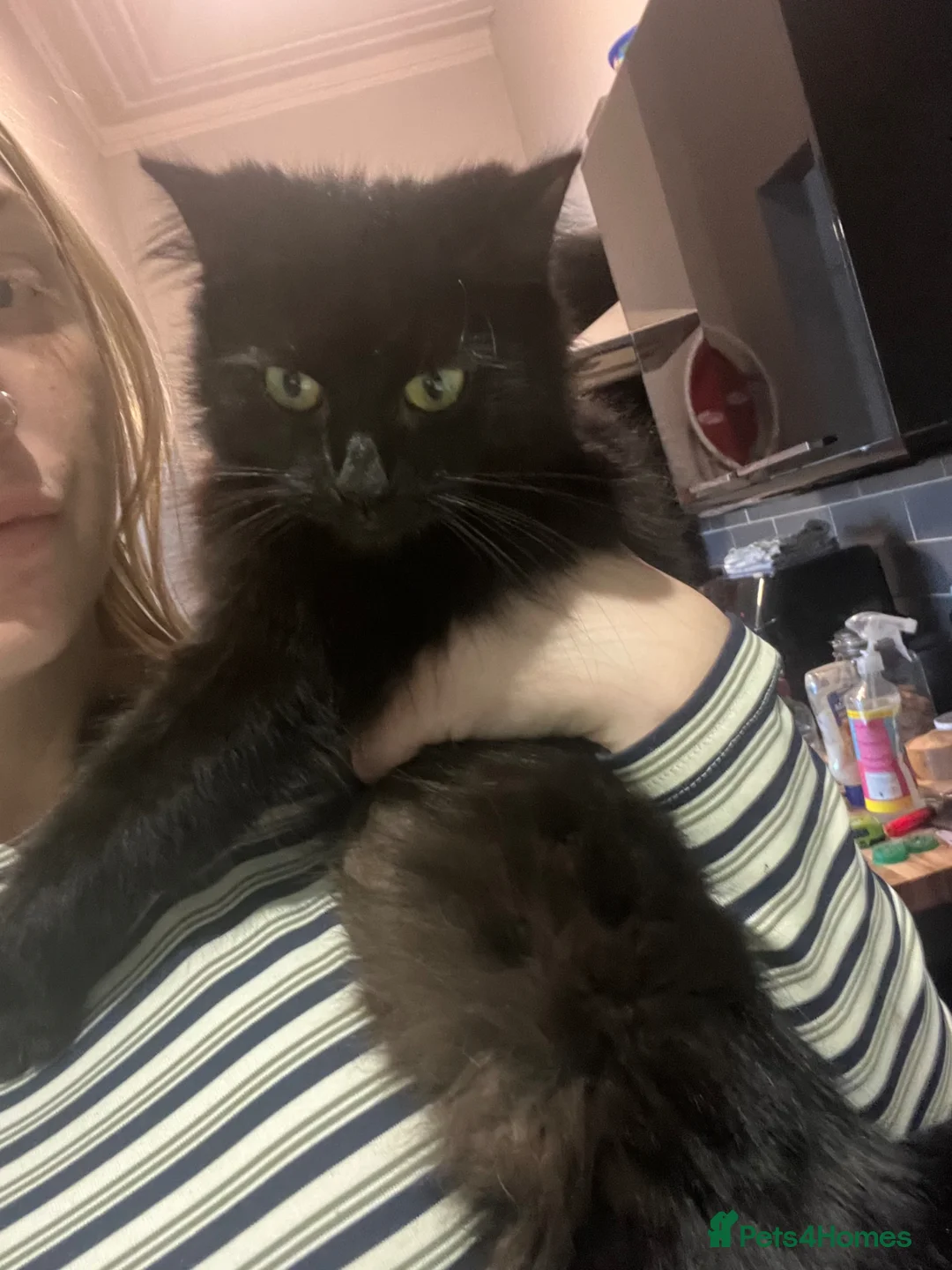 Mixed Breed cats for sale: Black long hair girl  - Advert 6