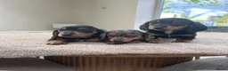 Miniature Dachshund dogs for sale: *** 3 beautiful mini dachshunds ** - Advert 5