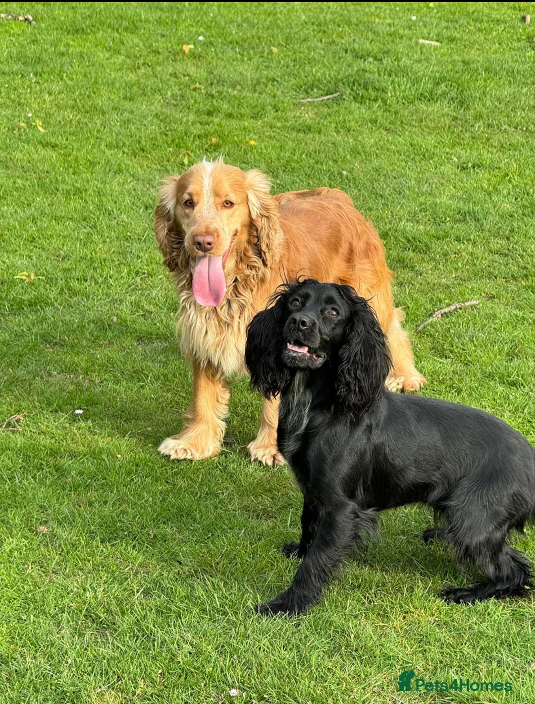 Cocker Spaniel dogs for sale: Cocker spaniel puppies  - Image 2