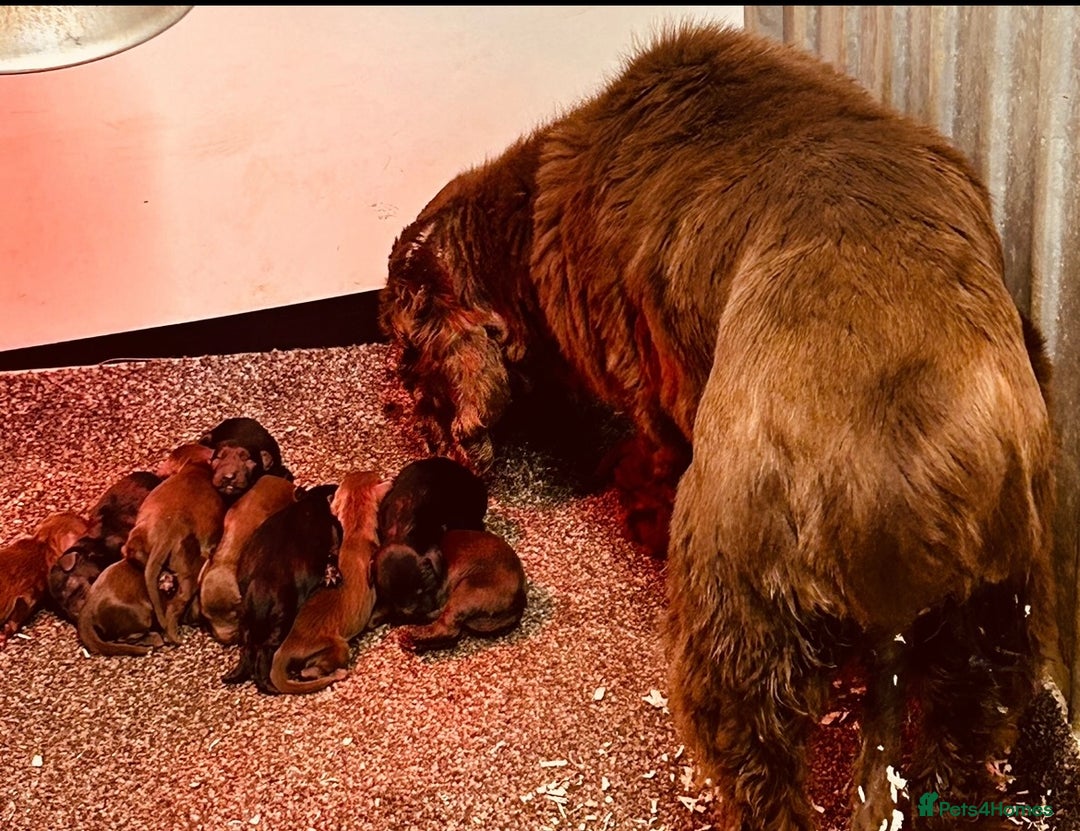 Cockerdor dogs for sale: Beautiful litter of cockerdors - Advert 7