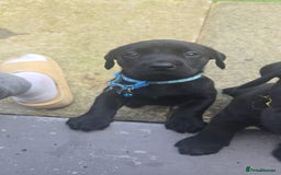 Labrador Retriever dogs for sale: Black and chocolate labrador puppies - Image 11