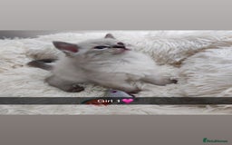Ragdoll cats for sale: Fluffy Ragdoll Angels – 2 Girls&2 Boys Available! - Image 1