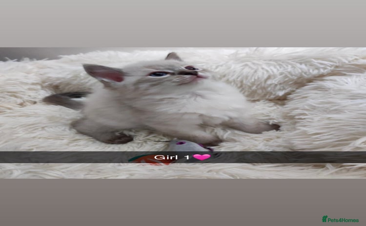 Ragdoll cats - Advert 3