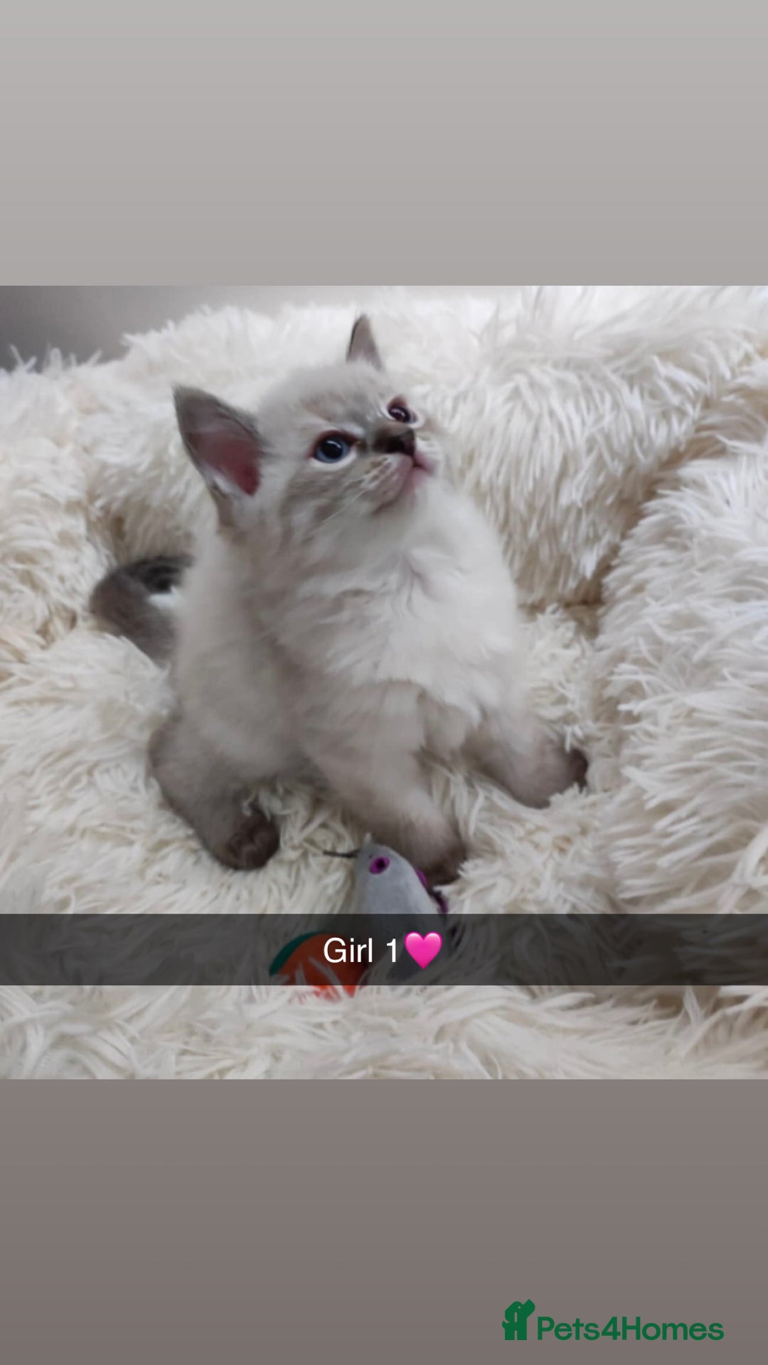 Ragdoll cats for sale: Fluffy Ragdoll Angels – 2 Girls&2 Boys Available! - Image 1