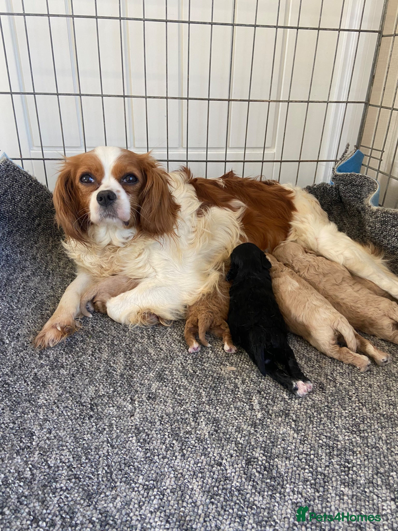 Cavapoo dogs F1 Health Tested Cavapoo Puppies  - Advert 11