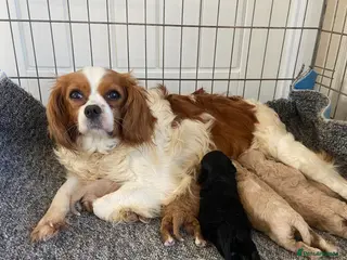 Cavapoo dogs F1 Health Tested Cavapoo Puppies - Advert 13